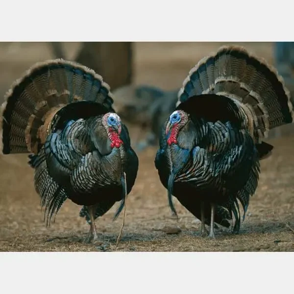 خوراک-بوقلمون