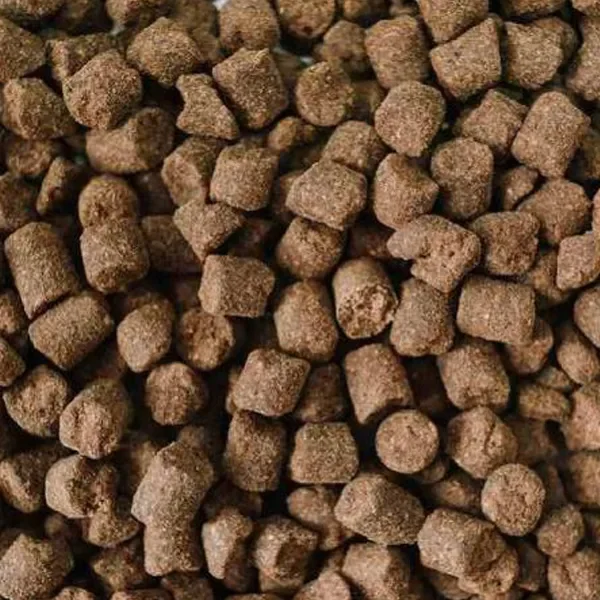 خوراک ماهیان خاویاری بهدان