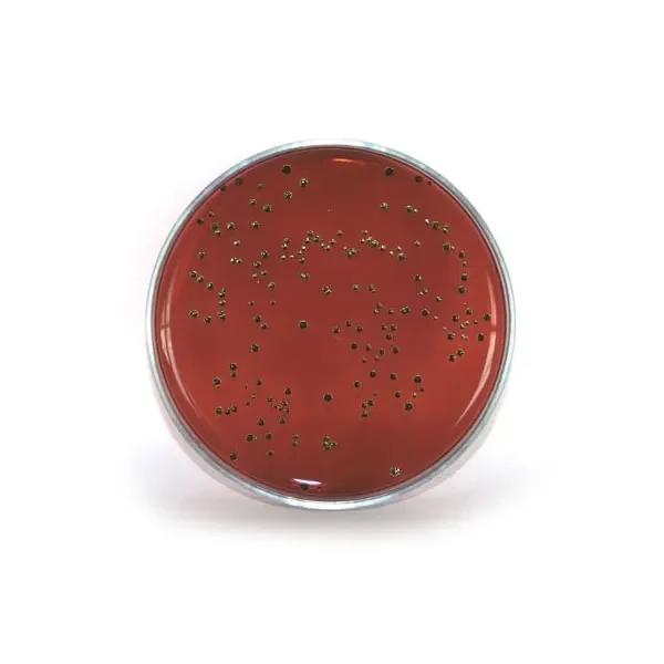 سودوموناس-آئروژینوزا