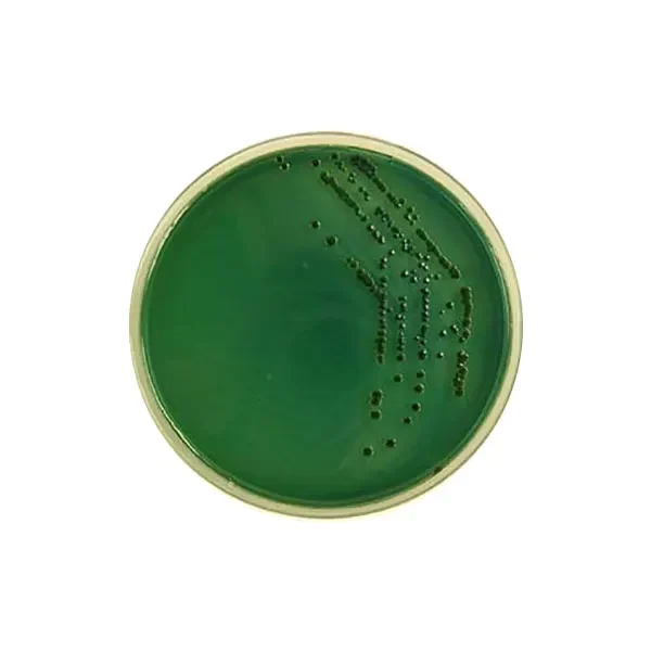 محیط-کشت-tcbs