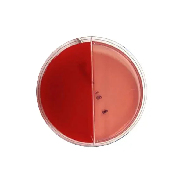 محیط-کشت-دوخانه-بلاد-مانیتول