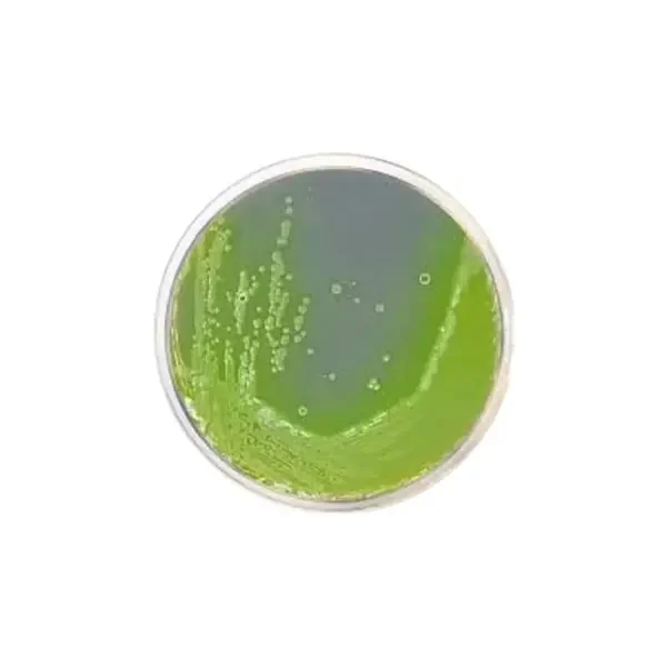 محیط-کشت-ستریمید