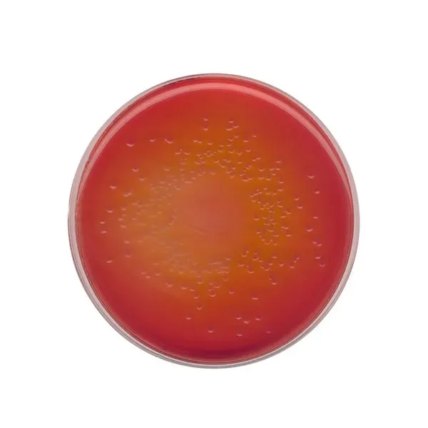 محیط-کشت-مک-کانکی