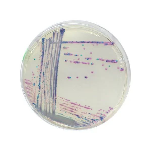 محیط-کشت-کروم-آگار-استاف-اورئوس