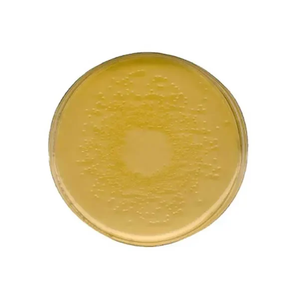 نوترینت-آگار