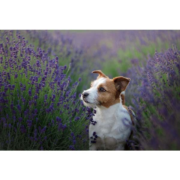 بایو هربال | نوبل فارم