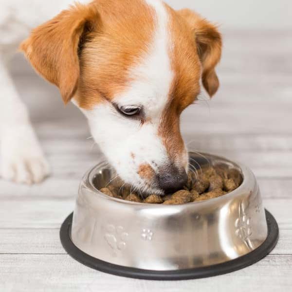 پرمیکس طعم دهنده سگ و گربه